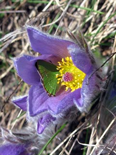 Hallers Küchenschelle (Pulsatilla halleri)