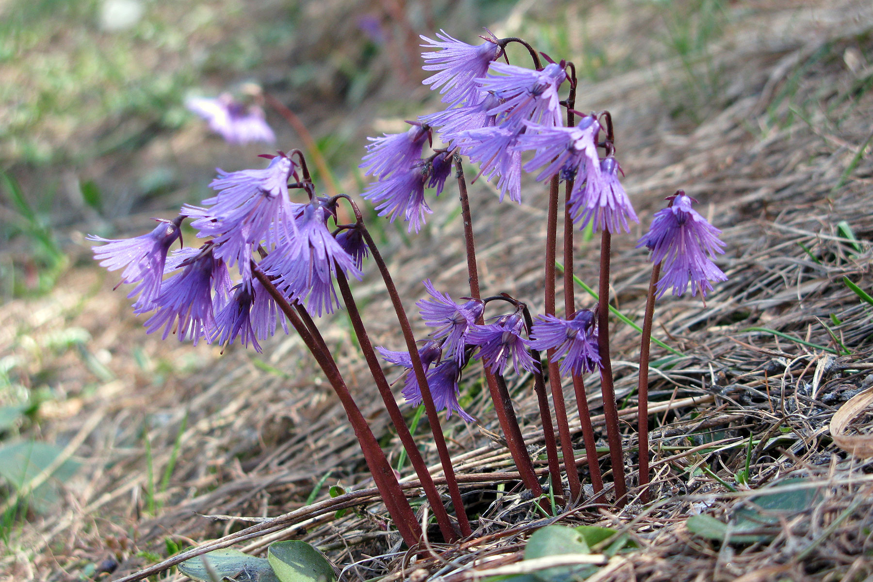 Soldanella alpina