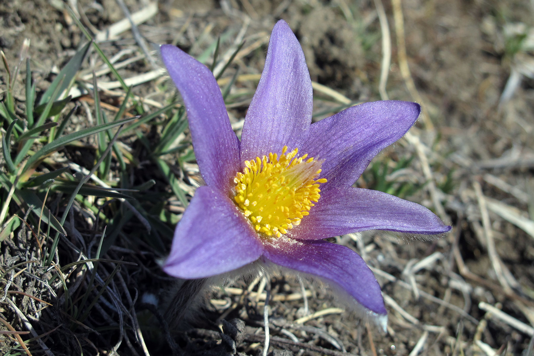 Pulsatilla halleri