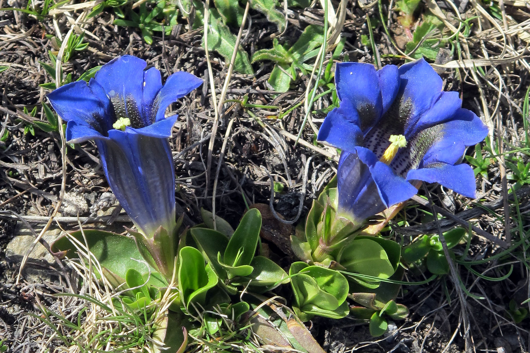 Gentiana acaulis