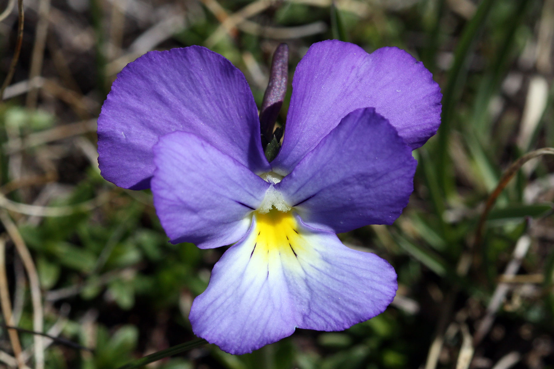 Viola calcarata