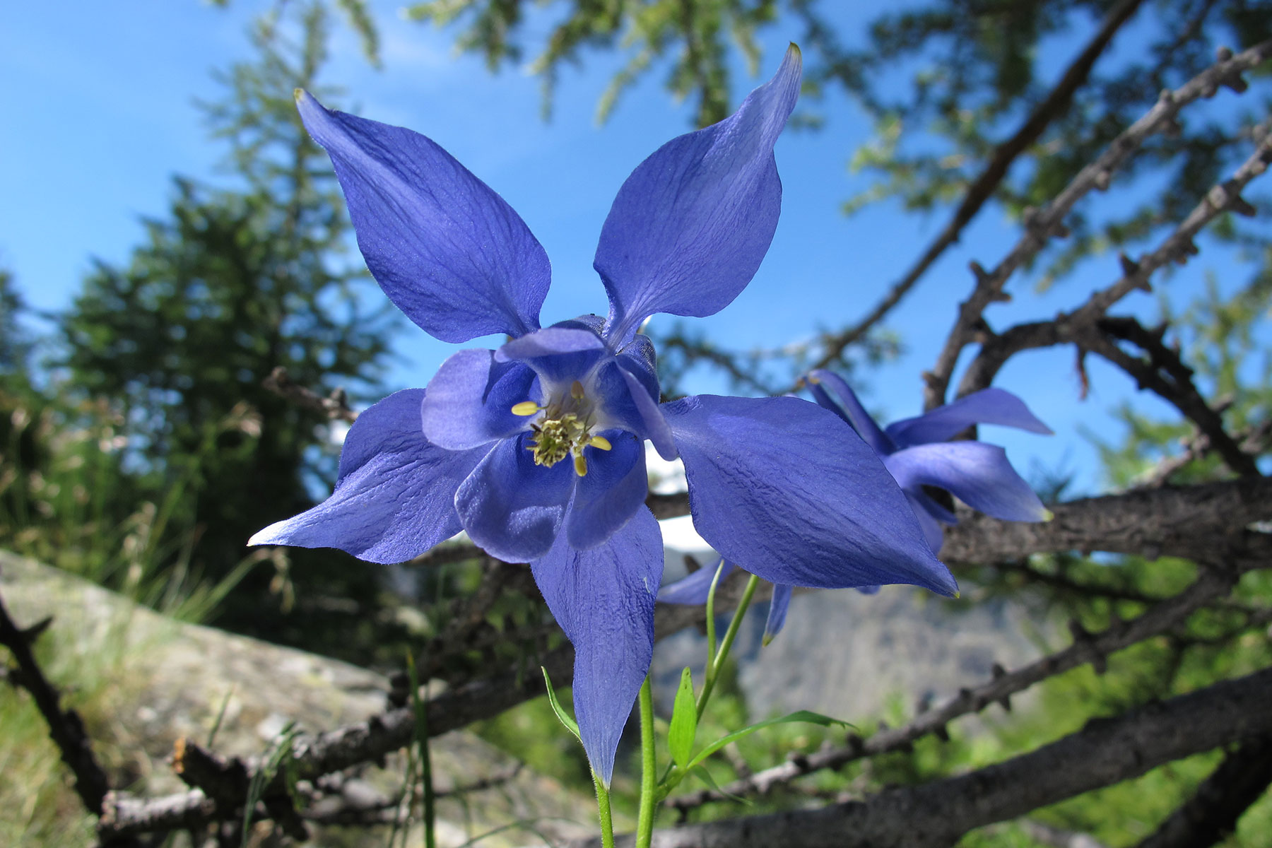 Aquilegia alpina