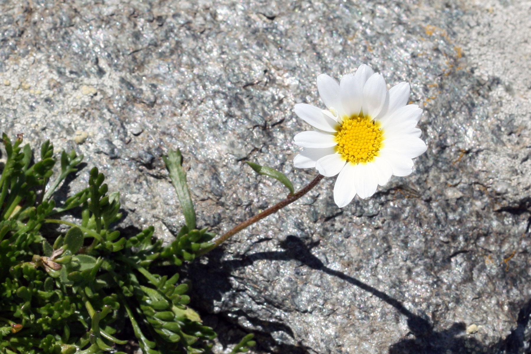 Leucanthemopsis alpina