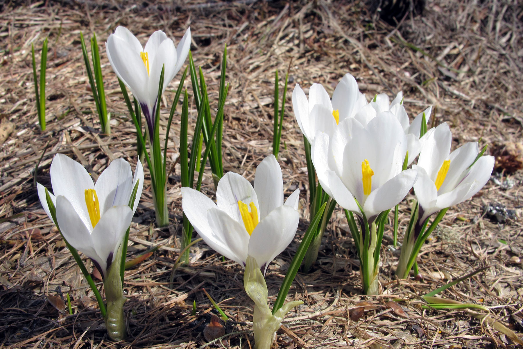 Crocus albiflorus