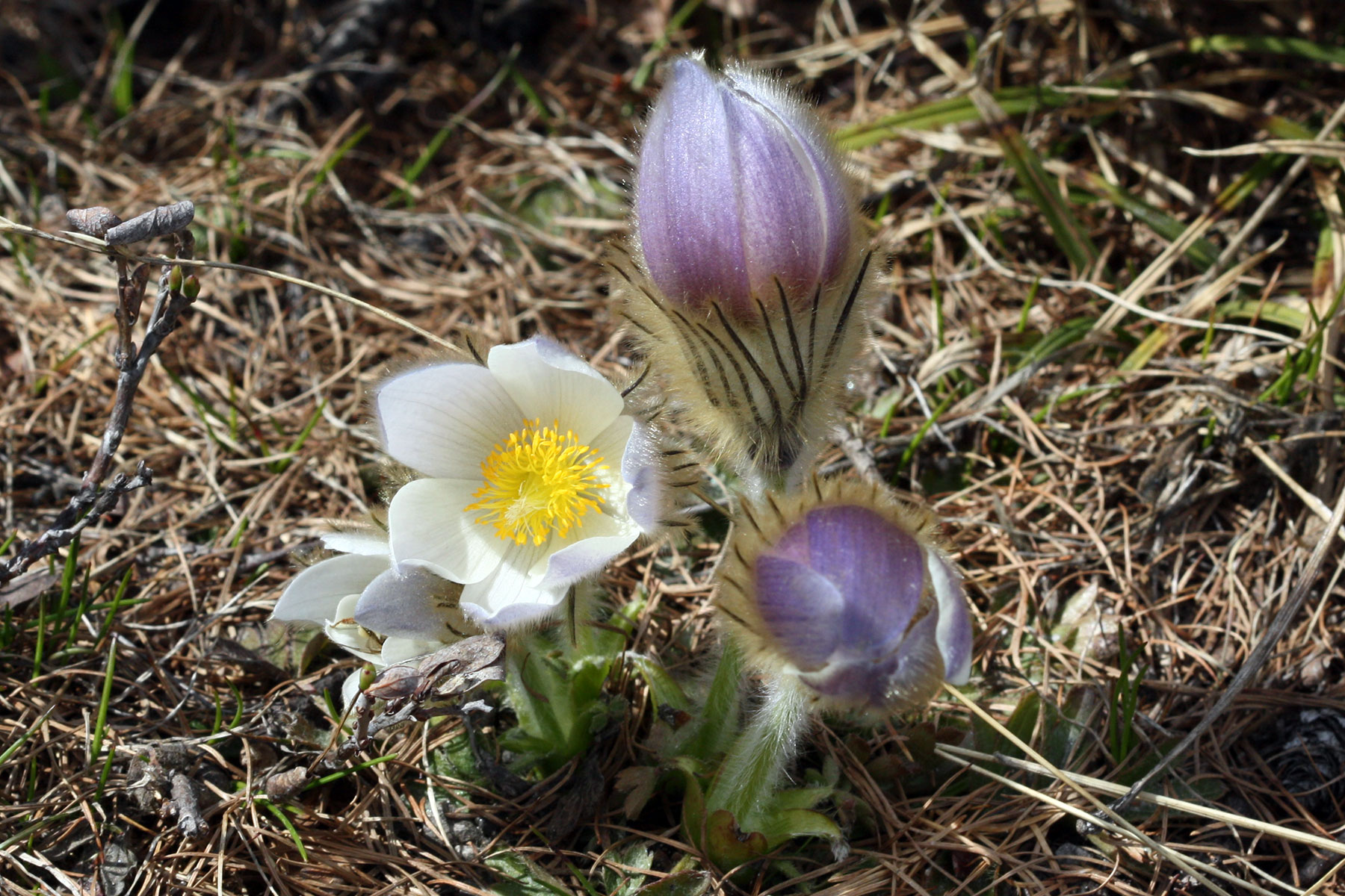 Pulsatilla vernalis