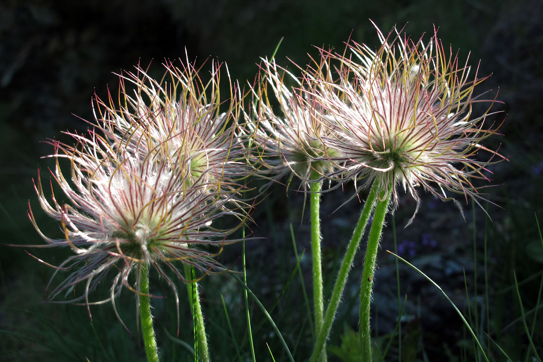 Pulsatilla halleri