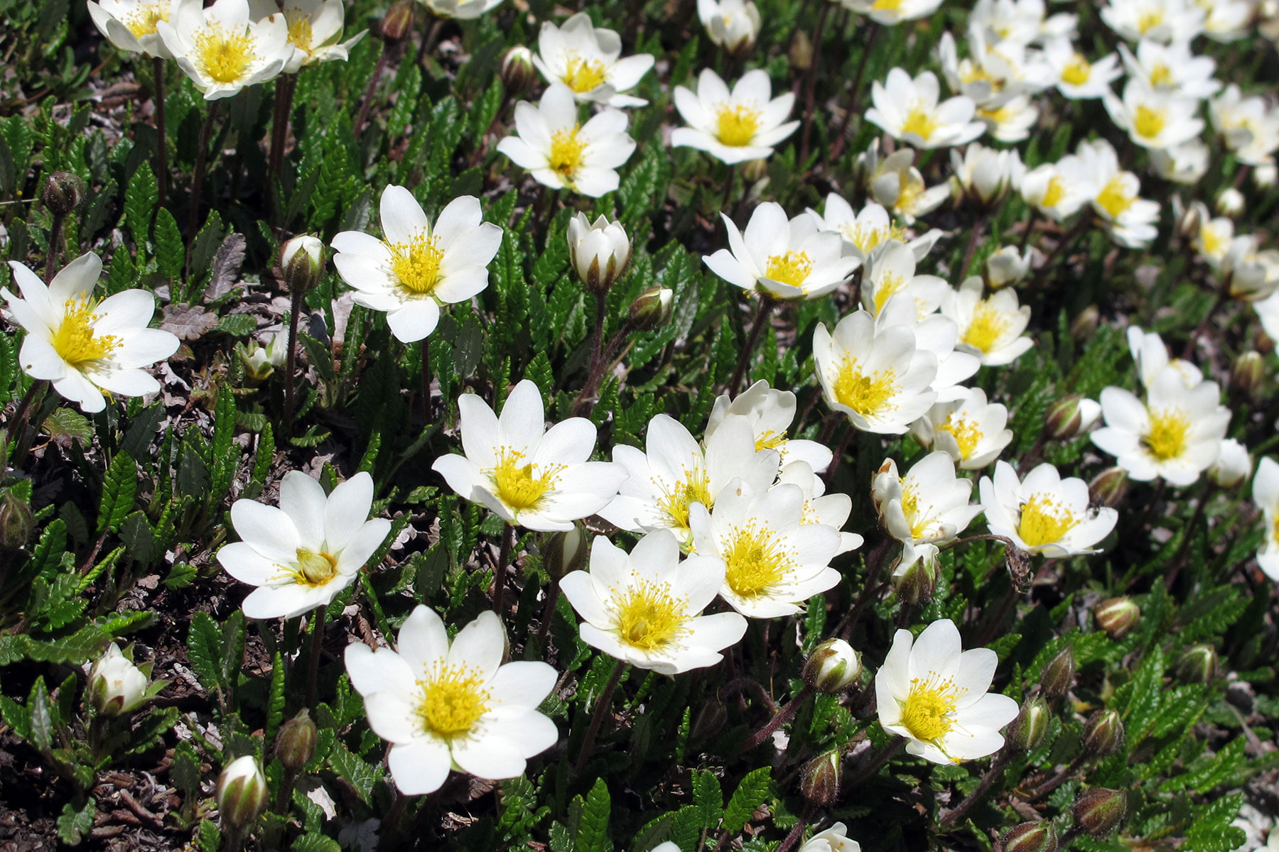 Dryas octopetala