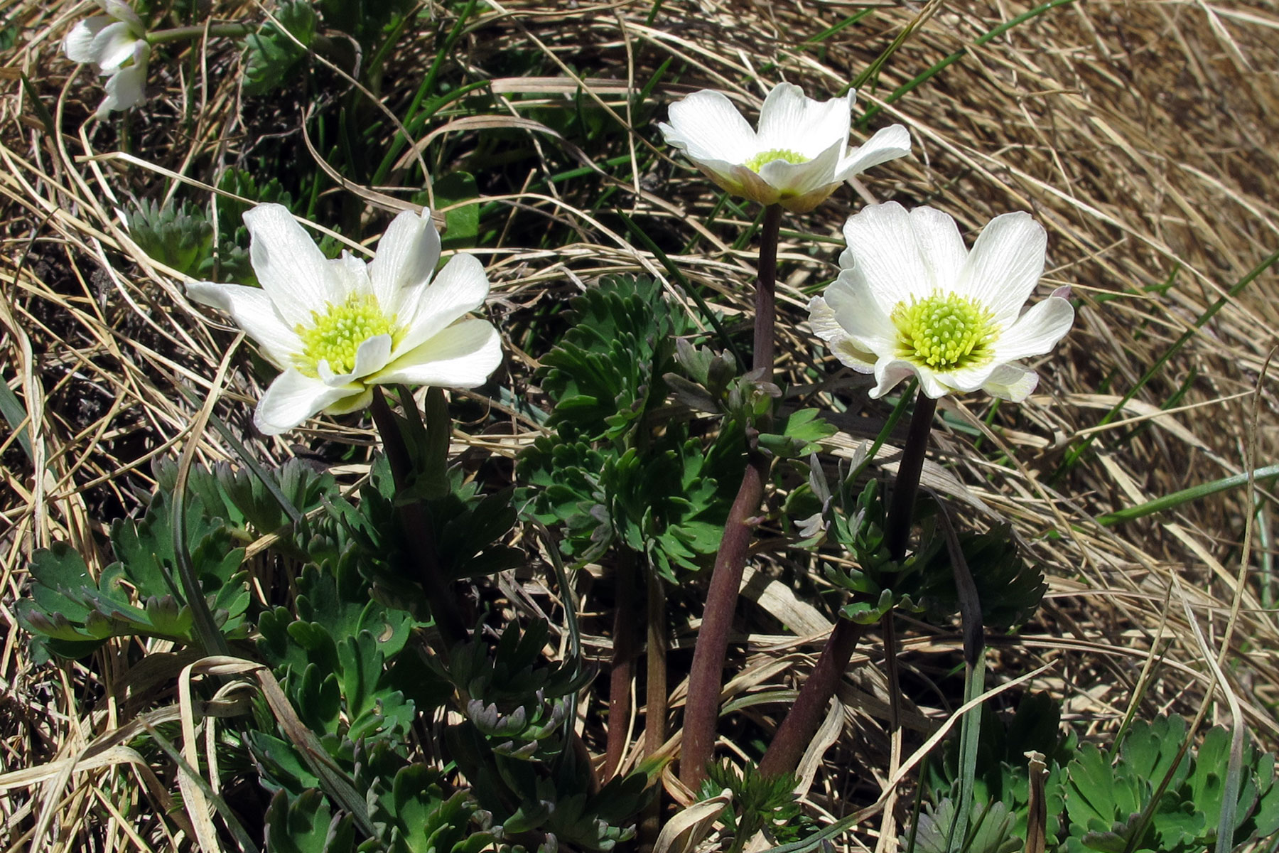 Callianthemum coriandrifolium