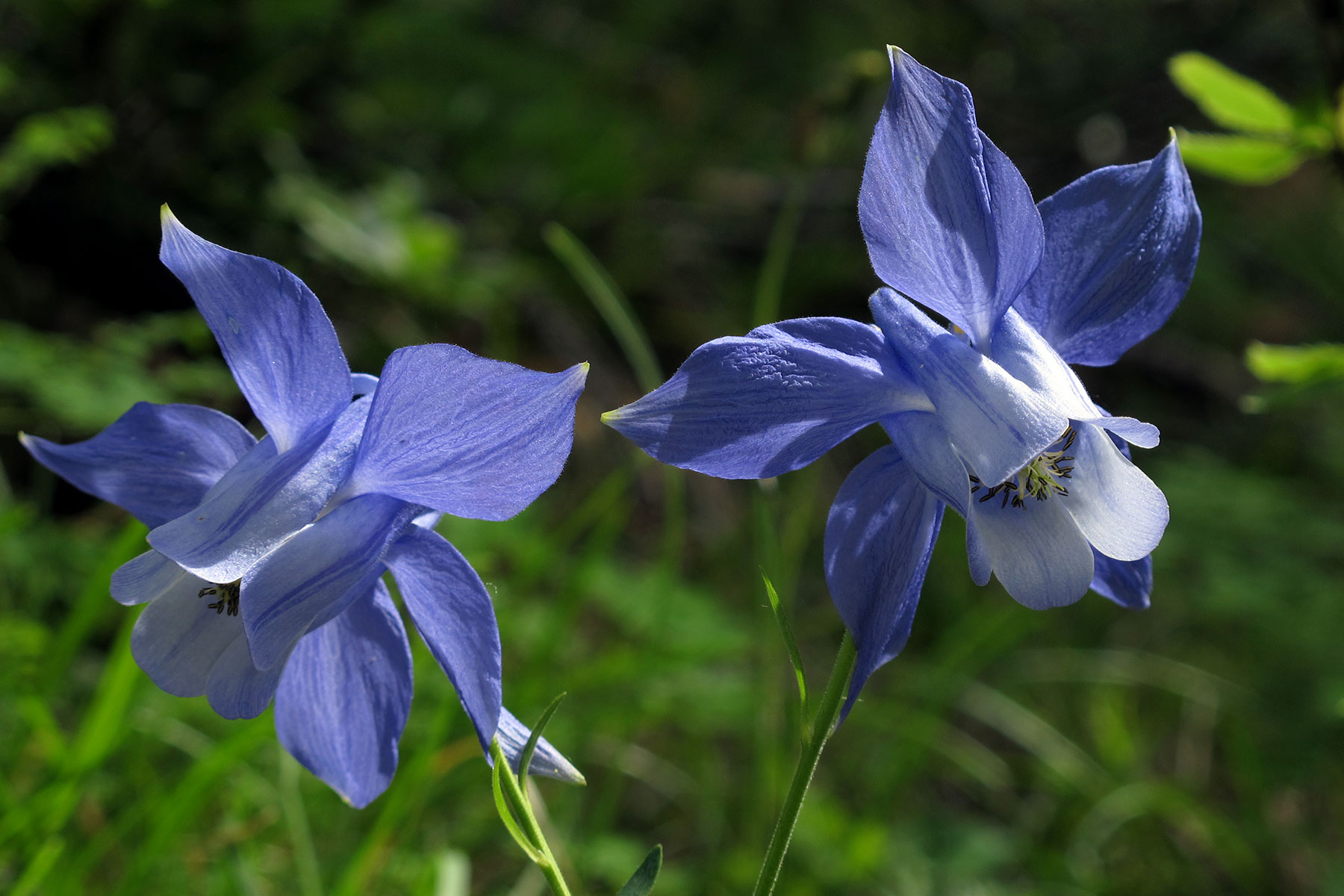 Aquilegia alpina