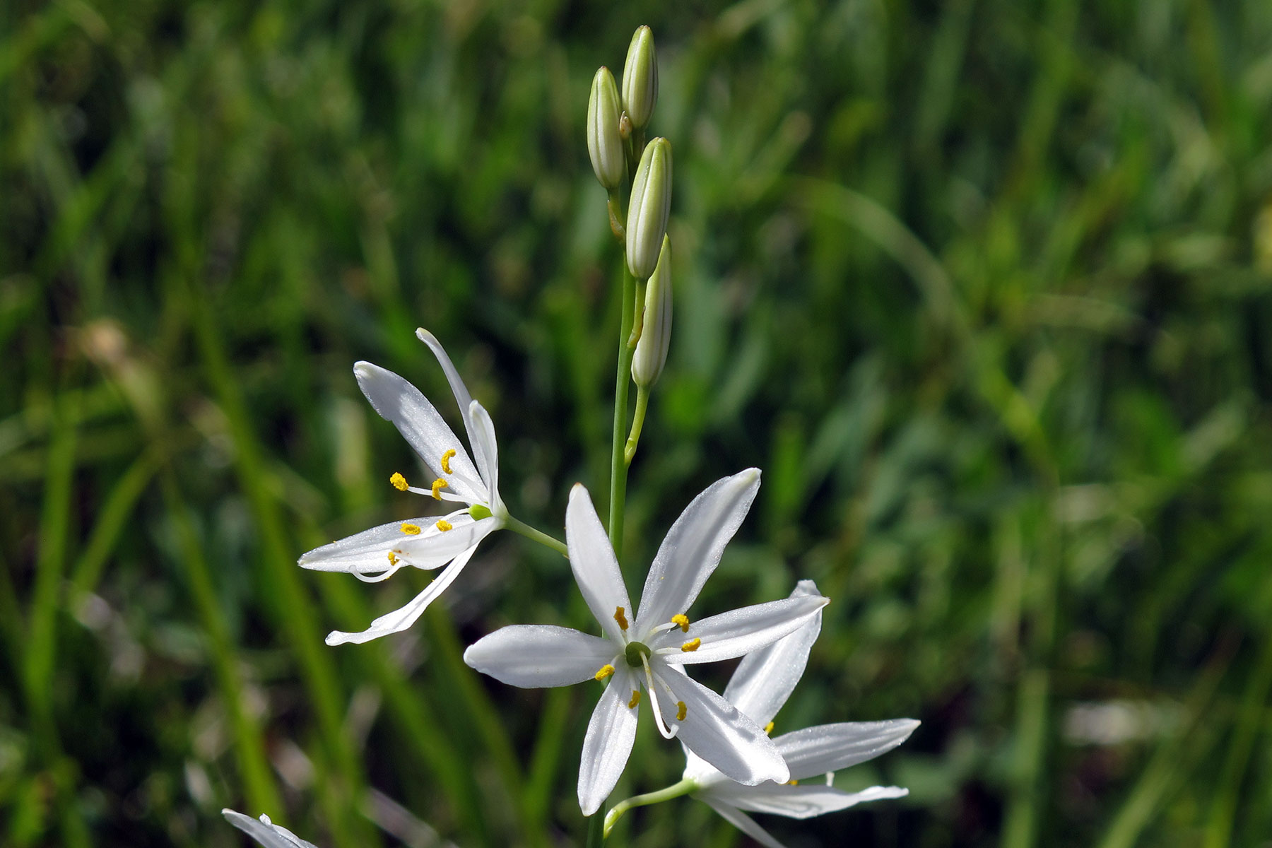 Anthericum liliago