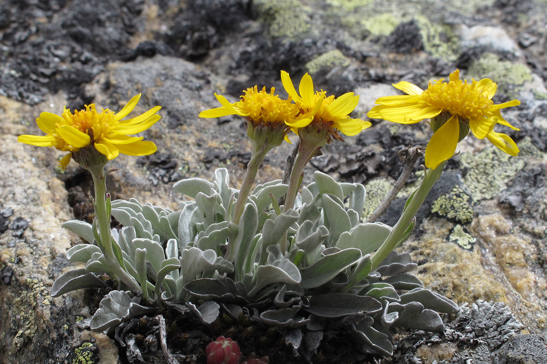 Senecio halleri