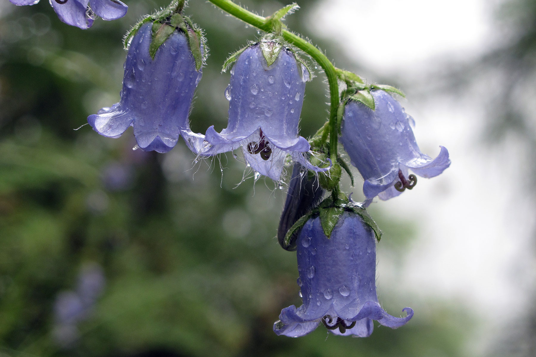 Campanula barbata