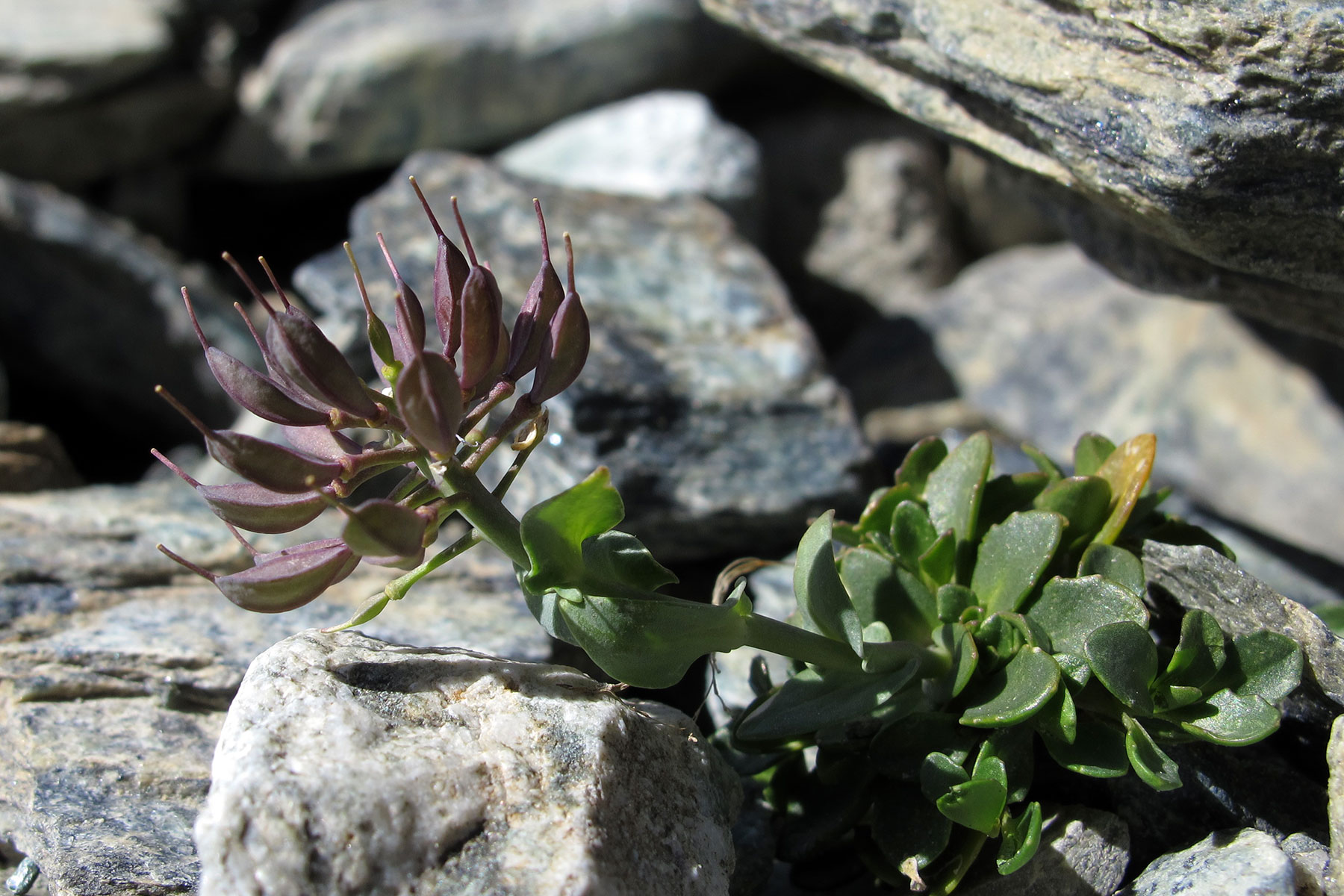 Thlaspi rotundifolium ssp. corymbosum