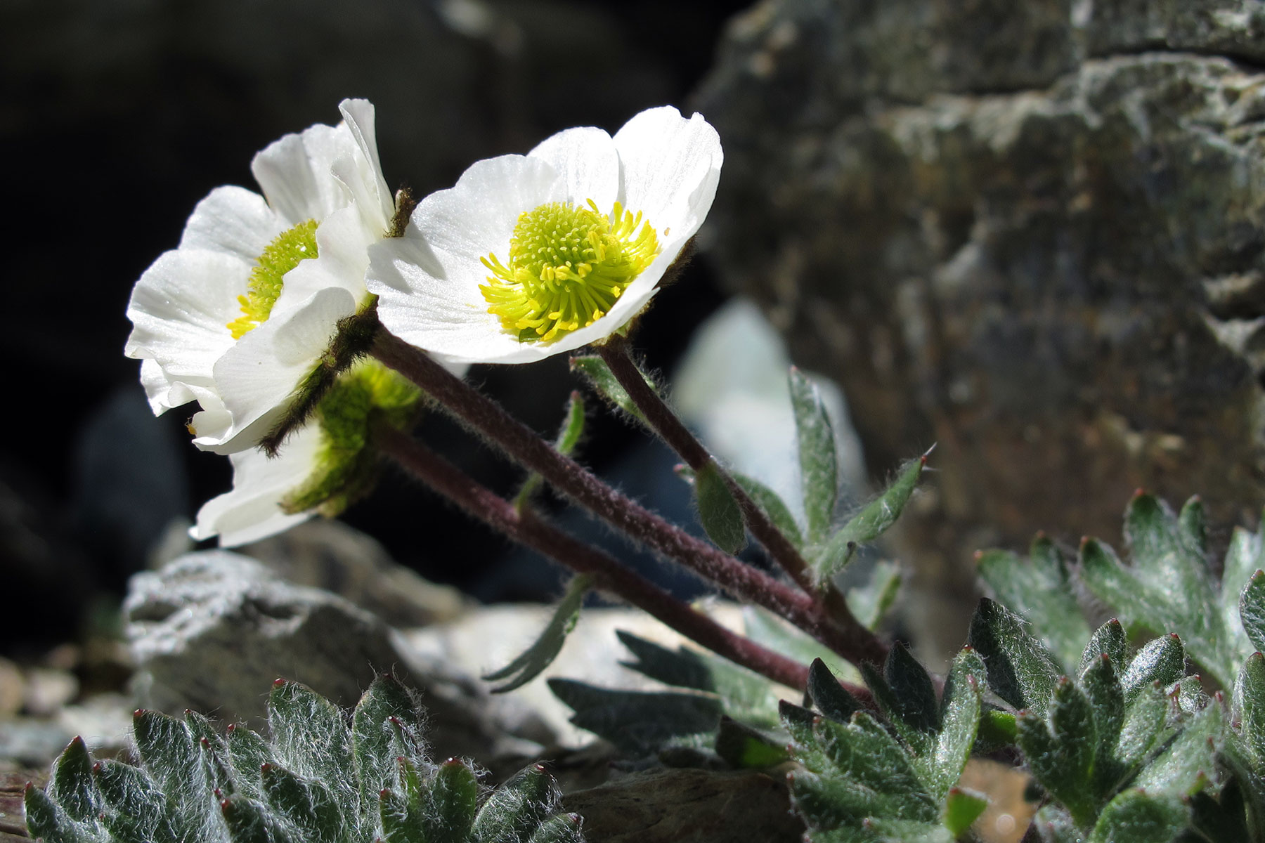 Ranunculus glacialis