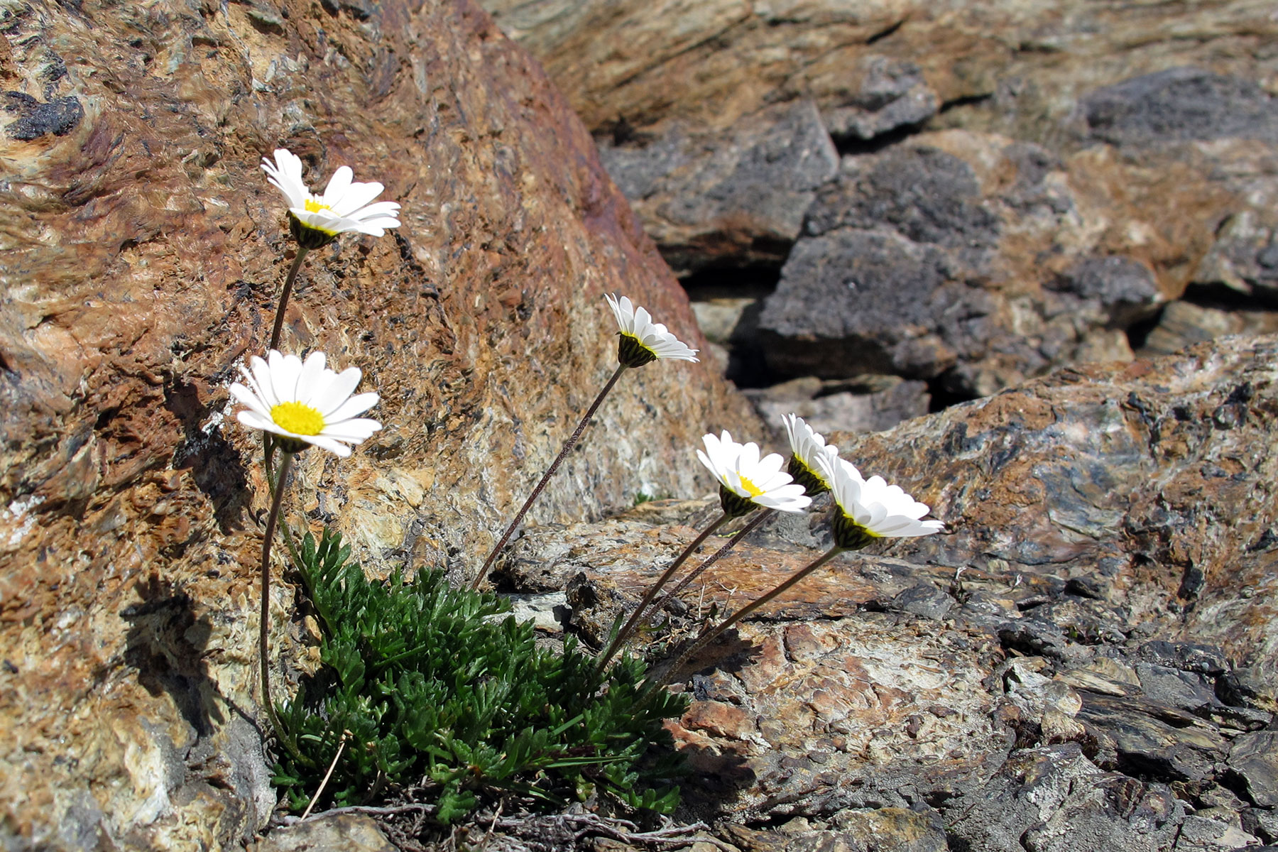 Leucanthemopsis alpina