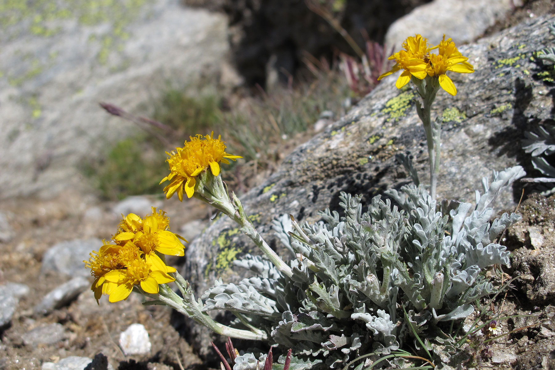 Senecio incanus