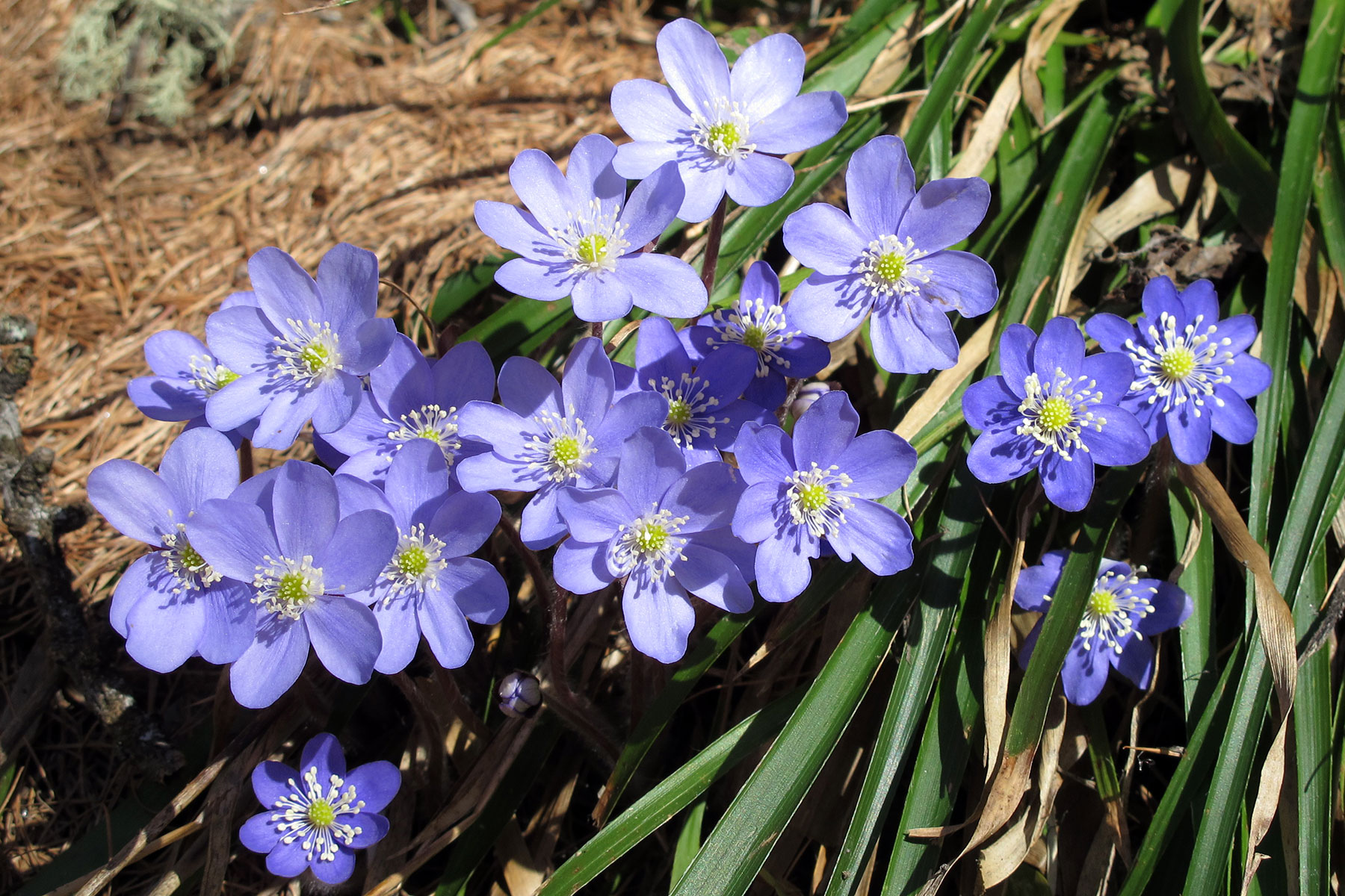 Hepatica nobilis