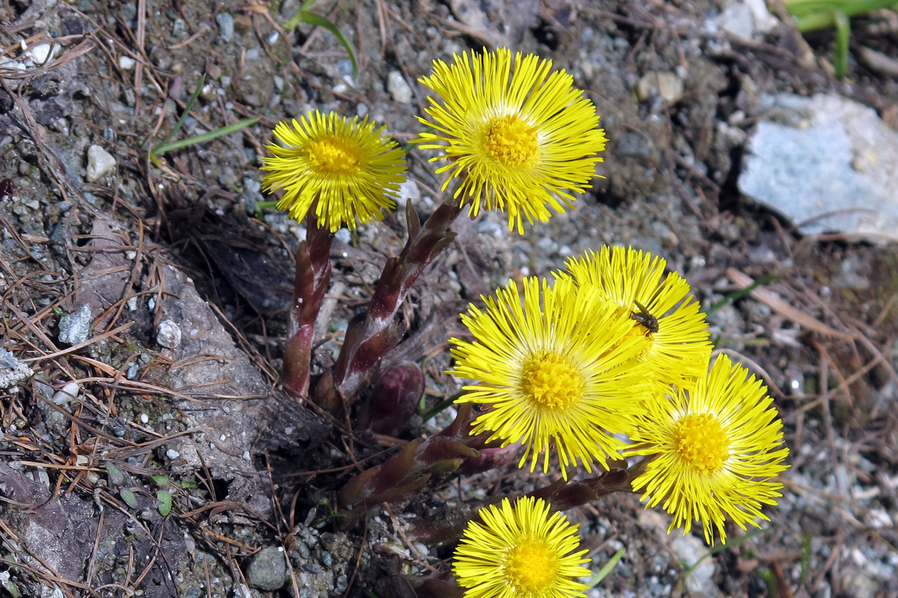 Tussilago farfara