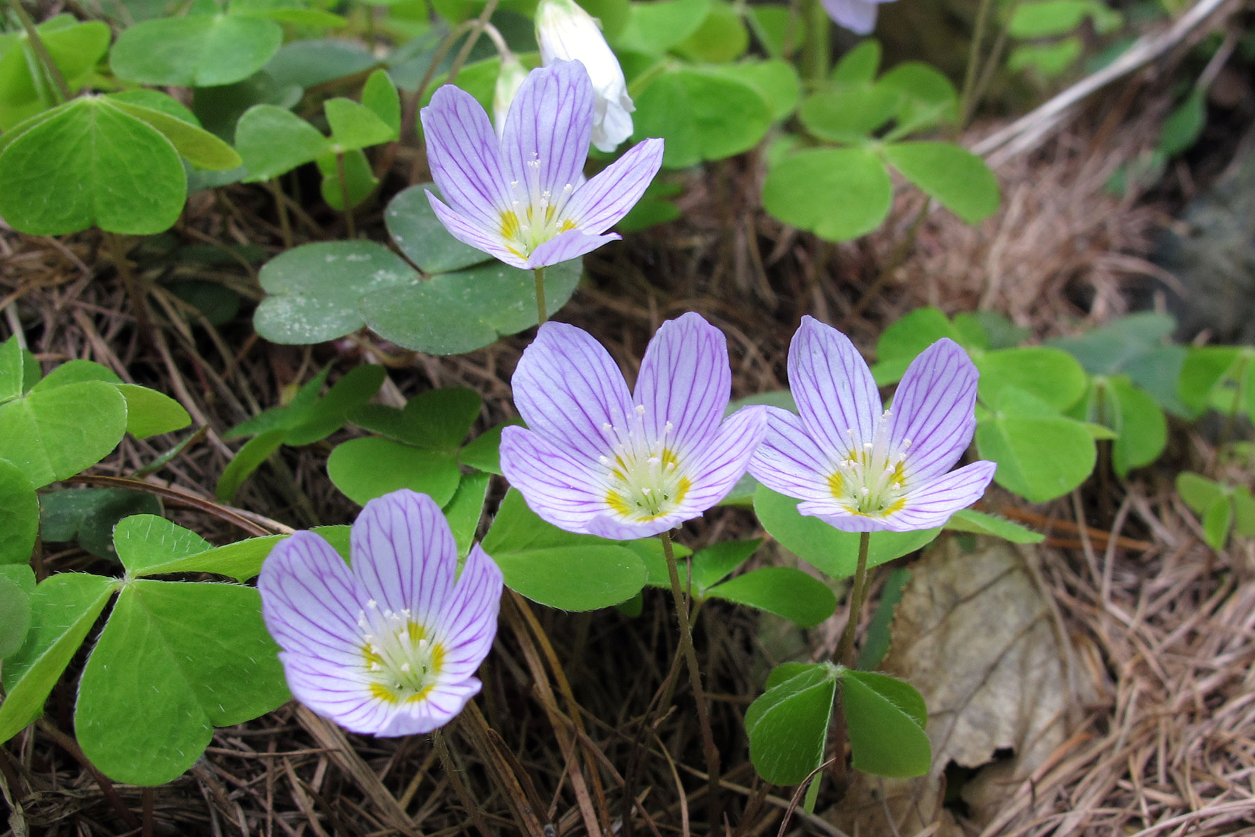 Oxalis acetosella