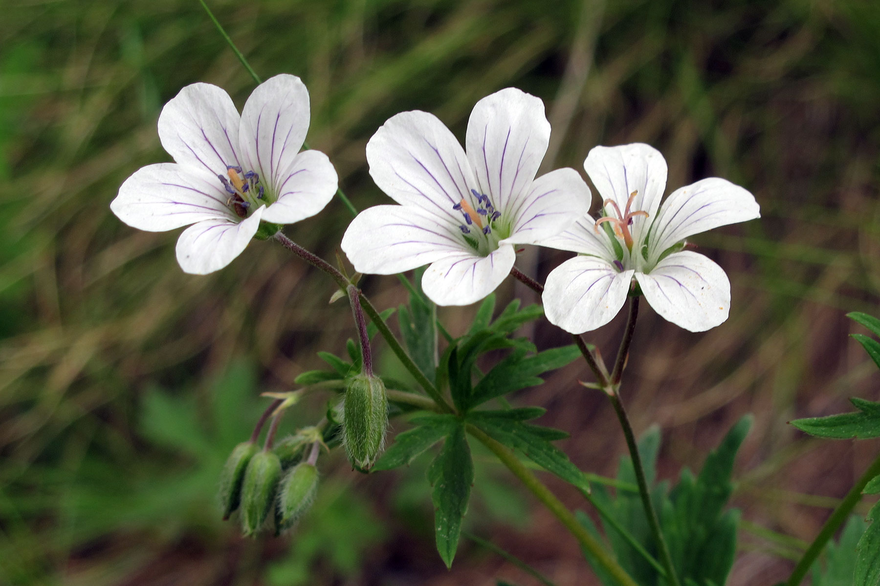 Geranium rivulare