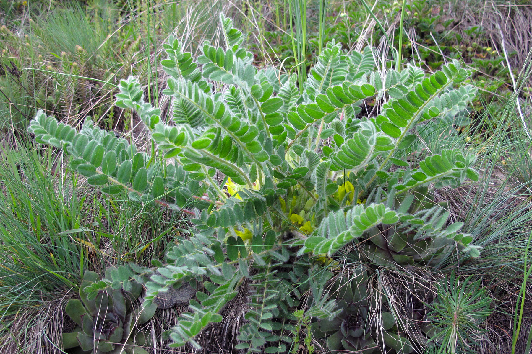 Astragalus exscapus