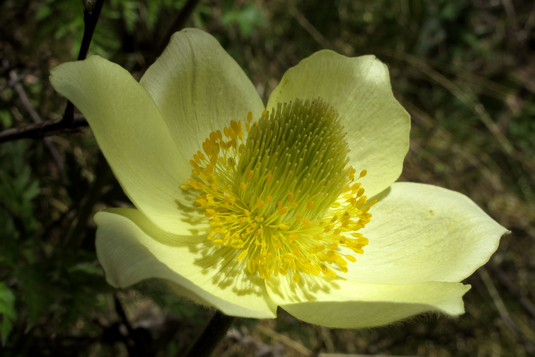 Pulsatilla alpina ssp. apiifolia