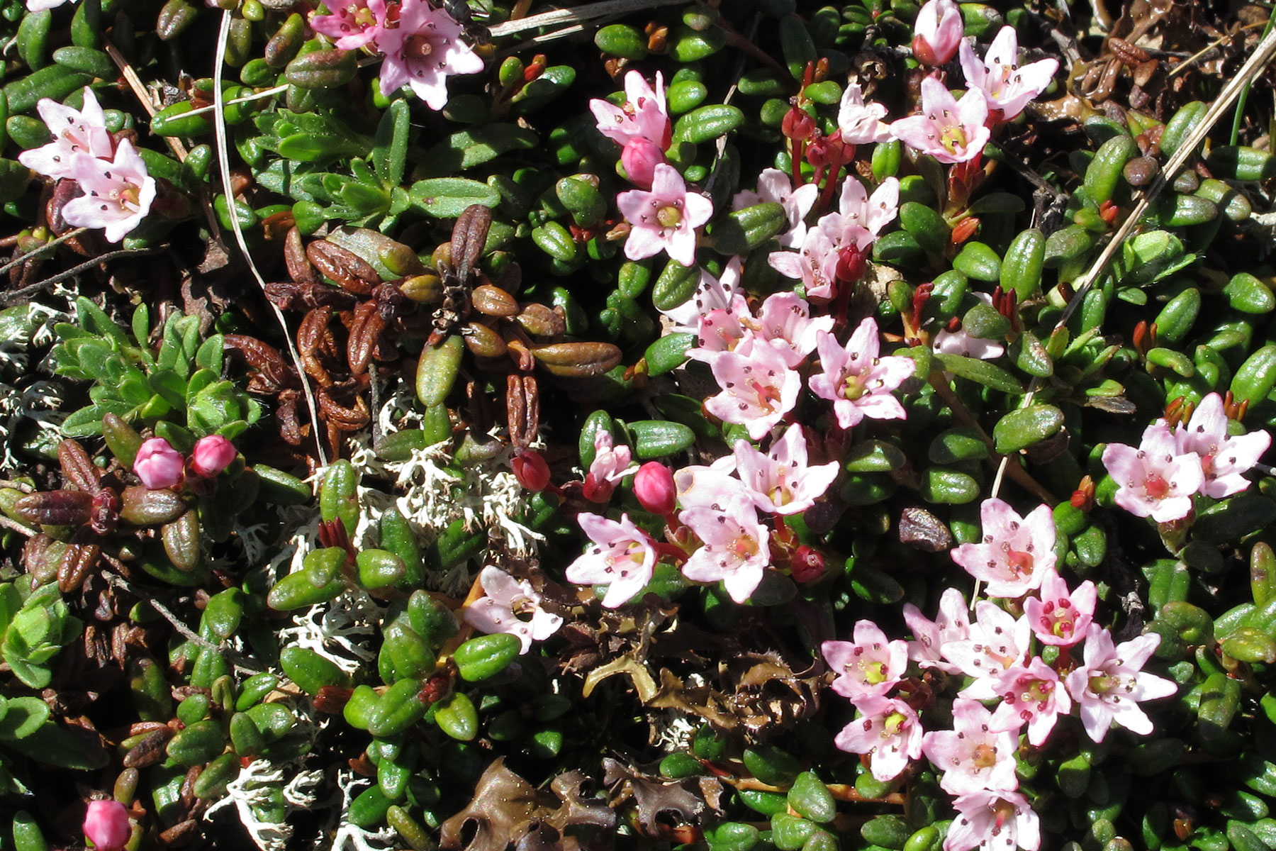 Loiseleuria procumbens