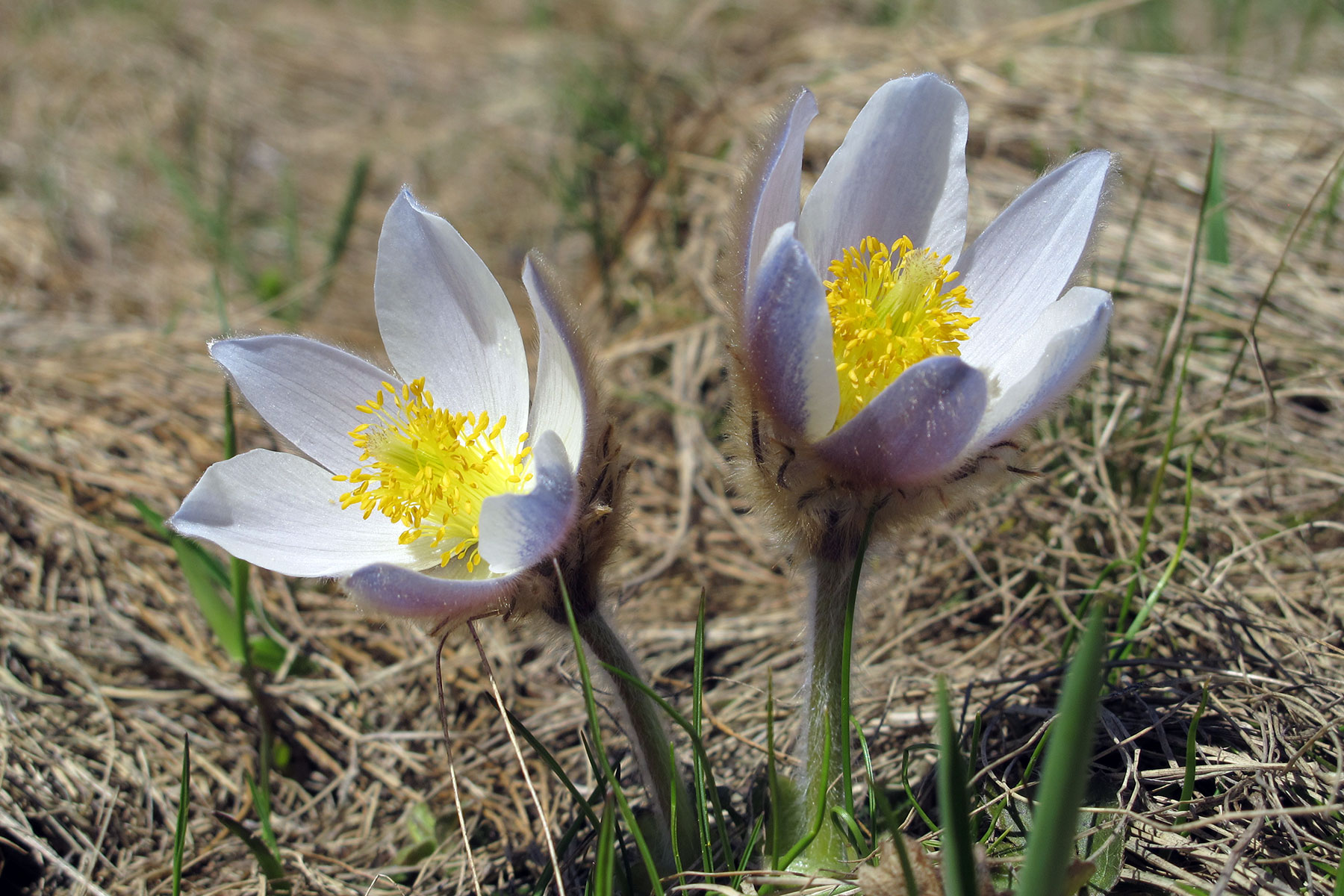 Pulsatilla vernalis