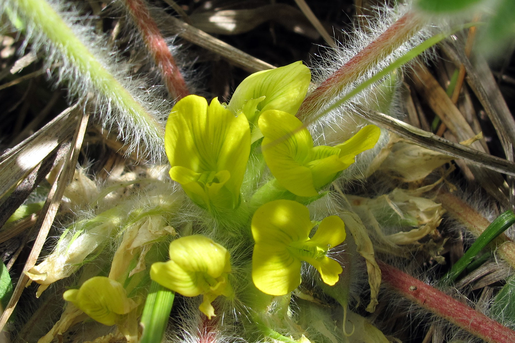 Astragalus exscapus