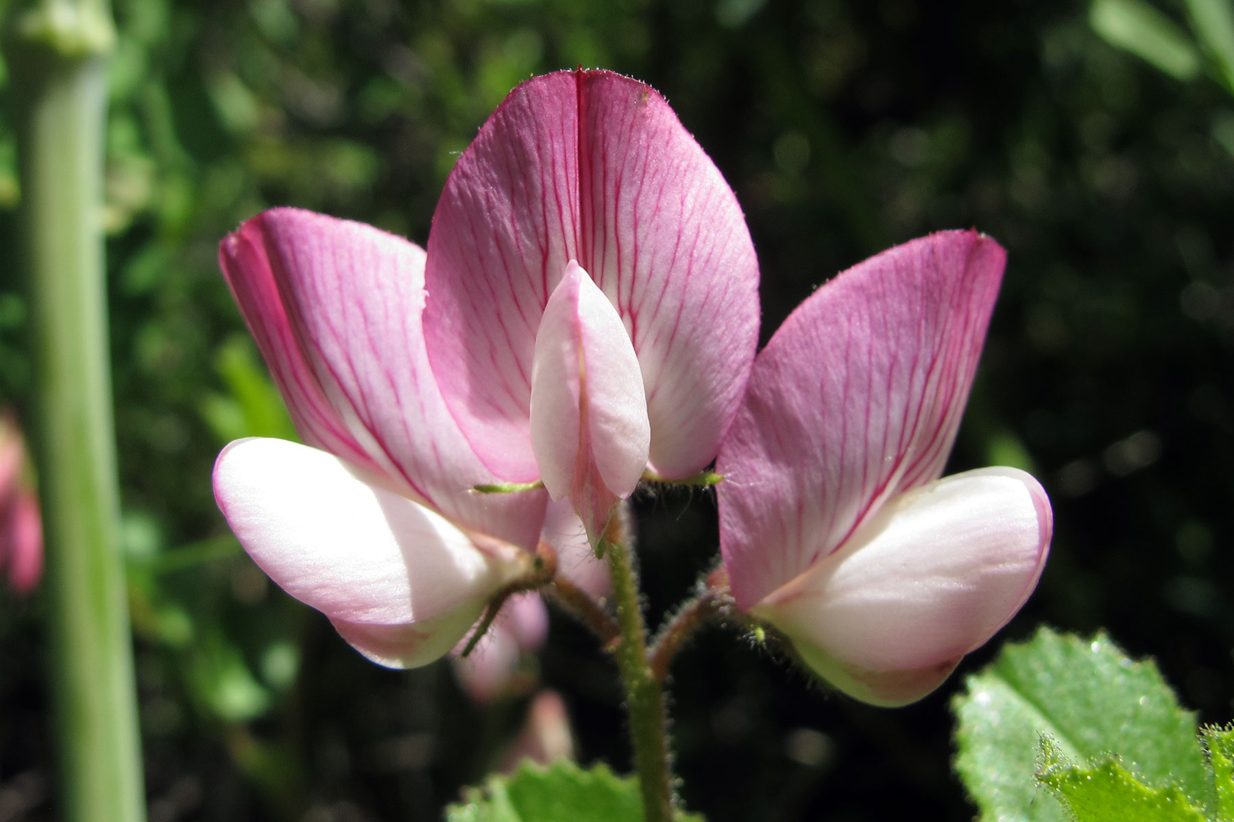 Ononis rotundifolia