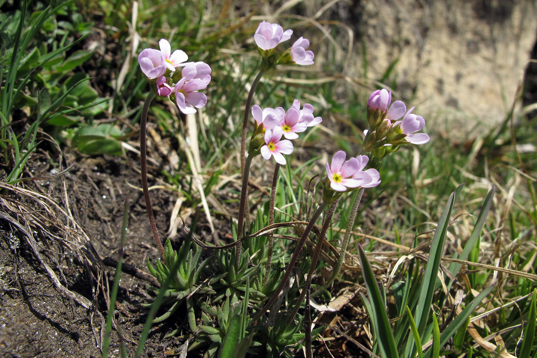 Androsace puberula