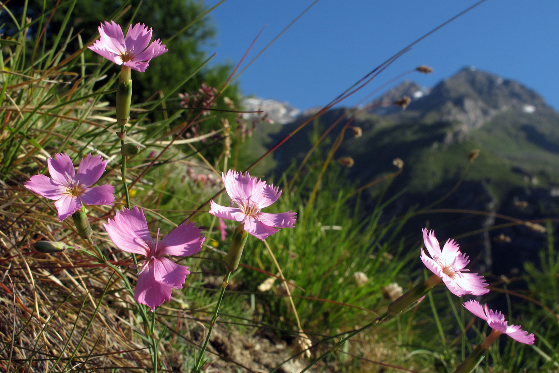 Dianthus sylvestris