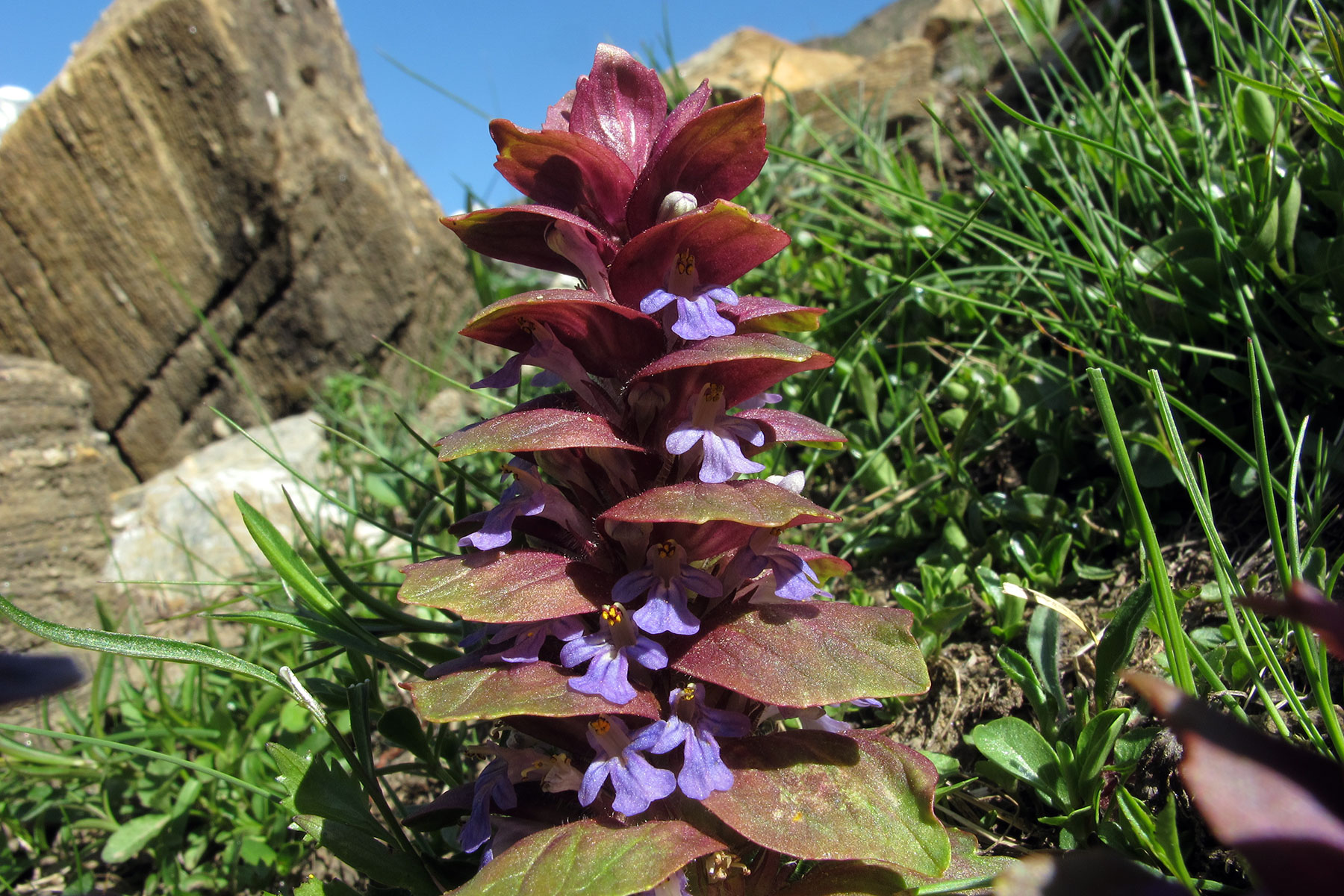 Ajuga pyramidalis