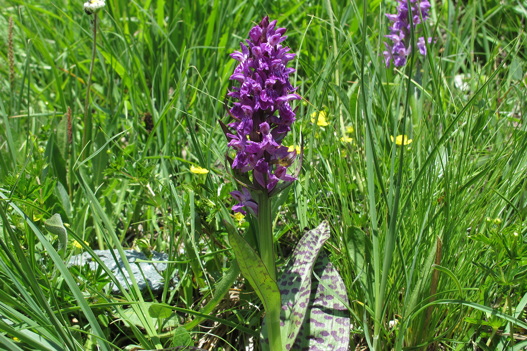 Dactylorhiza majalis