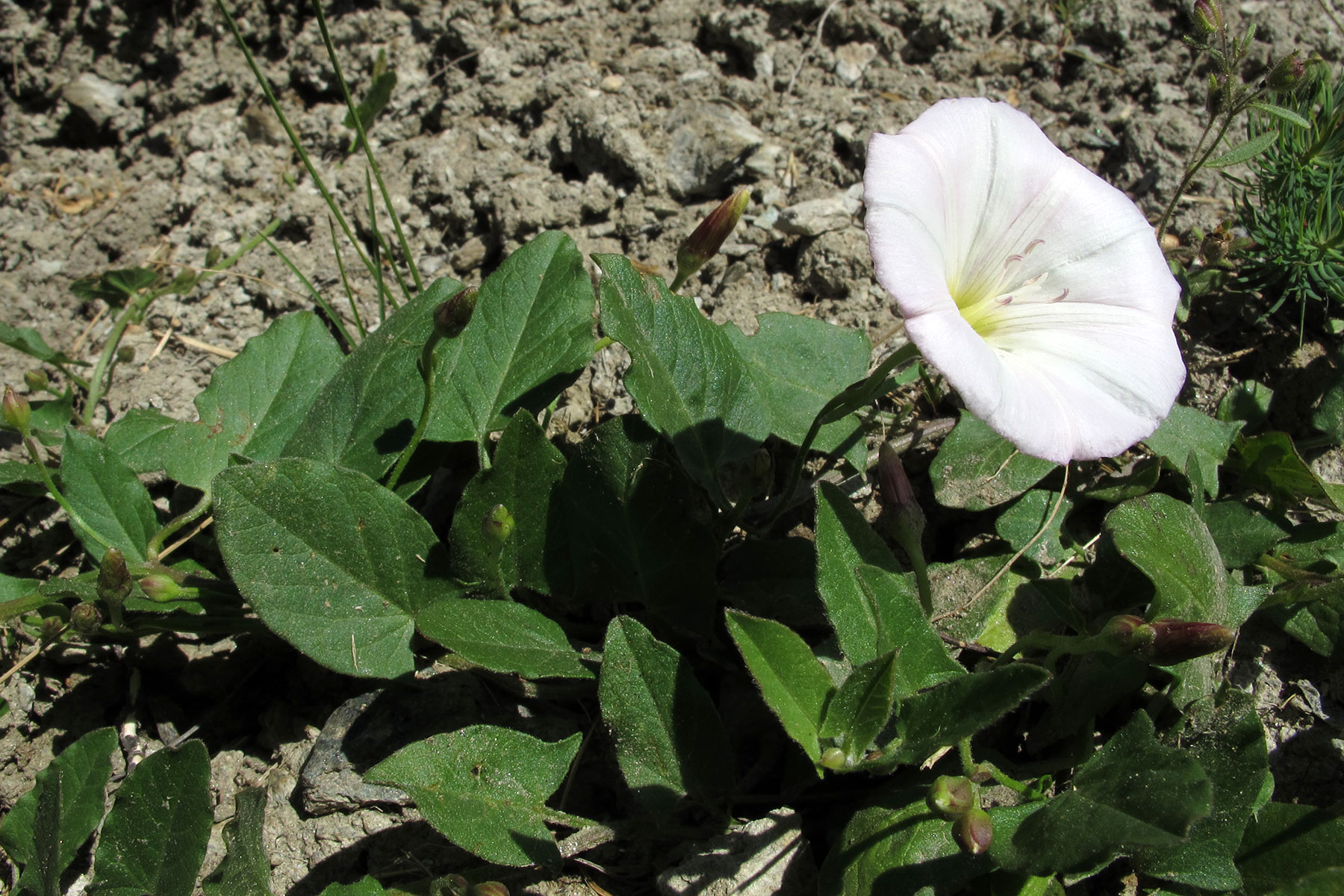 Convolvulus arvensis