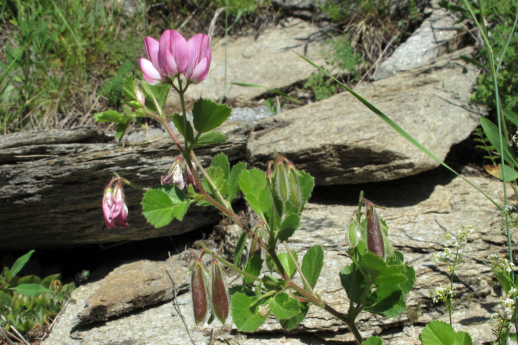 Ononis rotundifolia