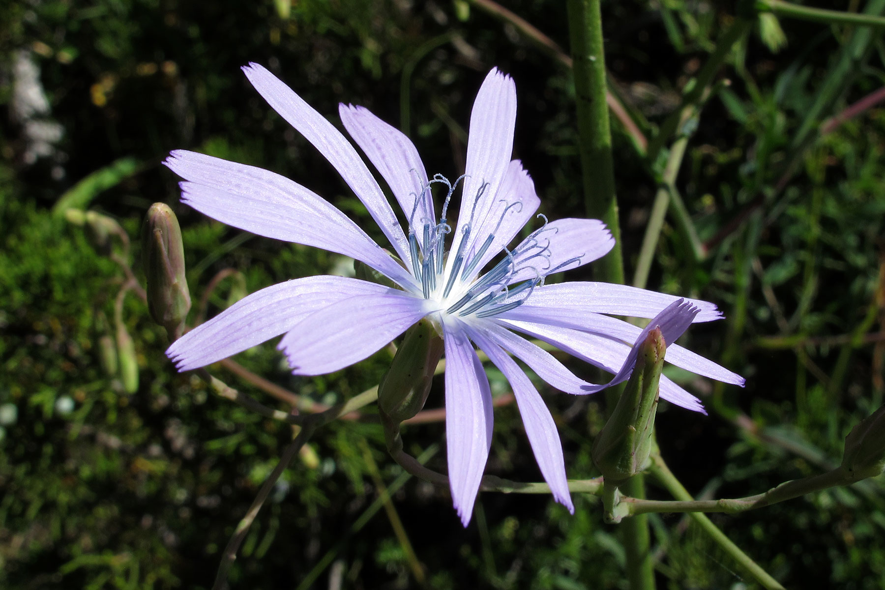 Lactuca perennis