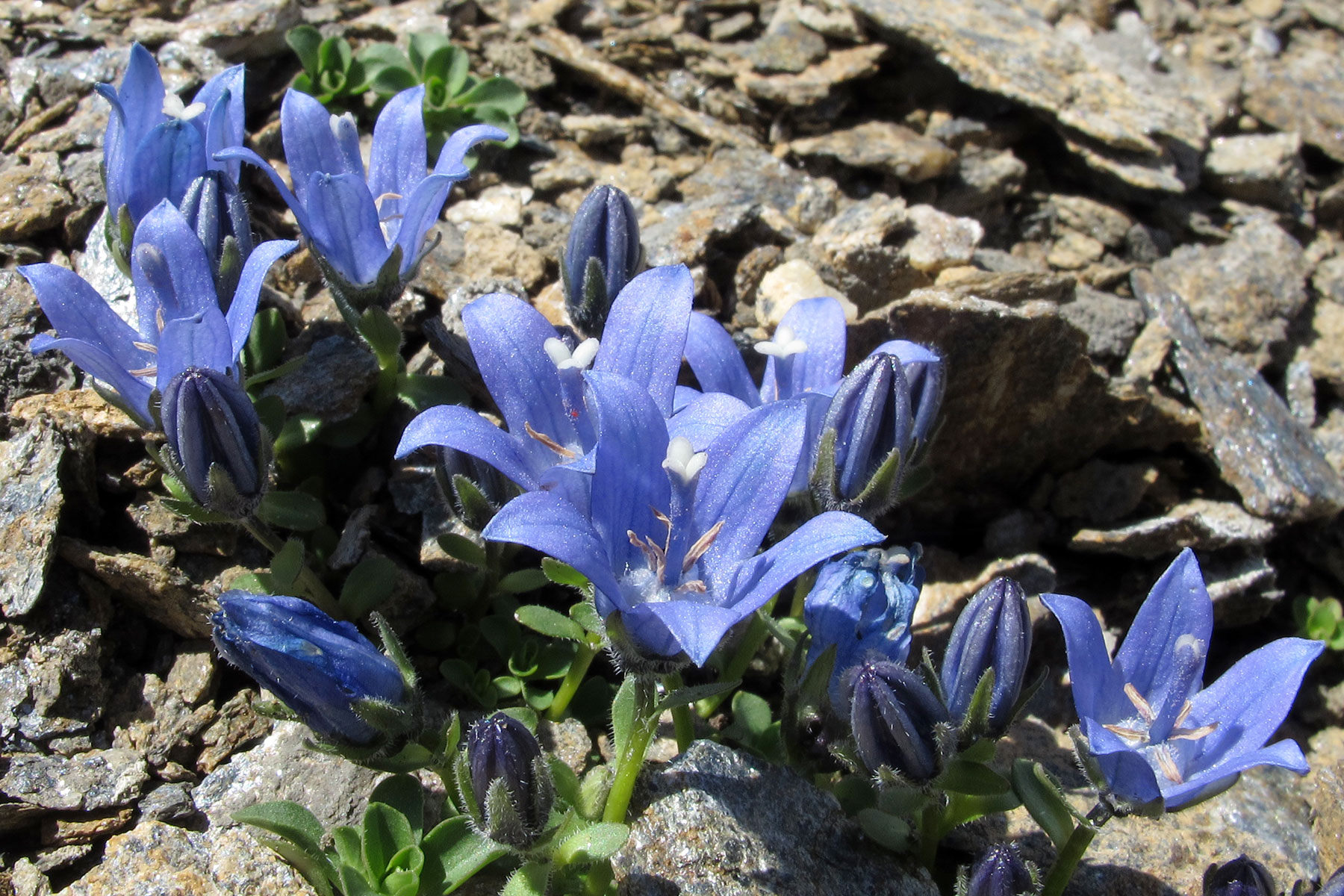 Campanula cenisia