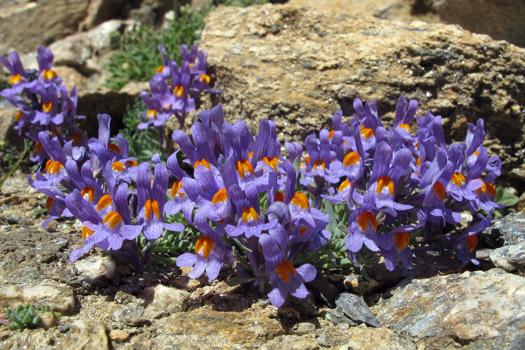 Linaria alpina