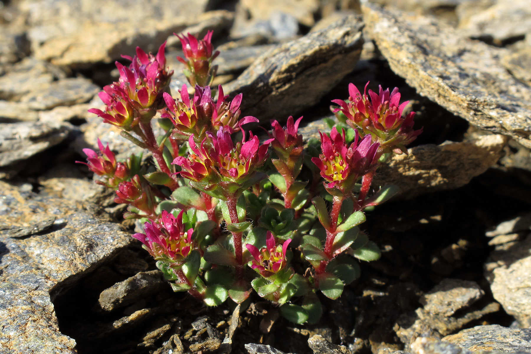 Saxifraga biflora