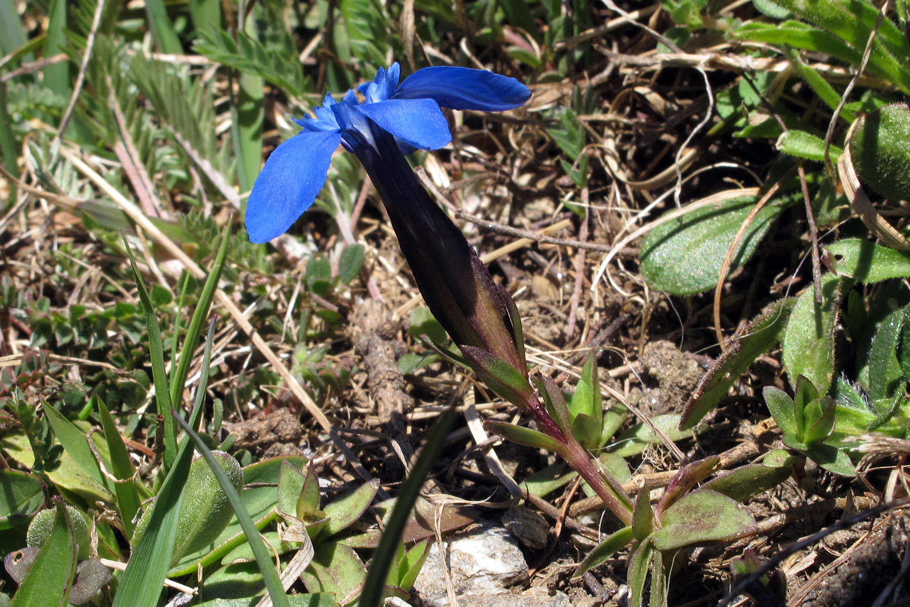 Gentiana verna