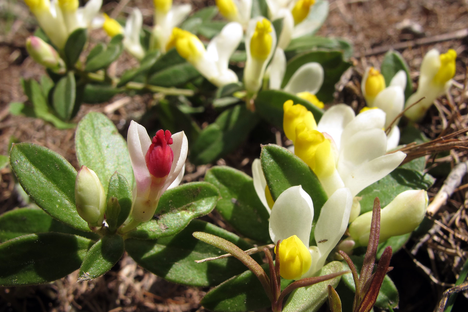 Polygala chamaebuxus