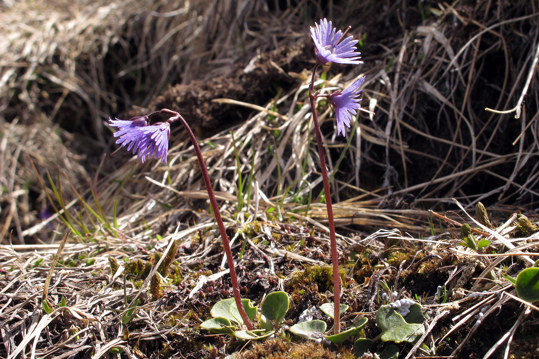 Soldanella alpina