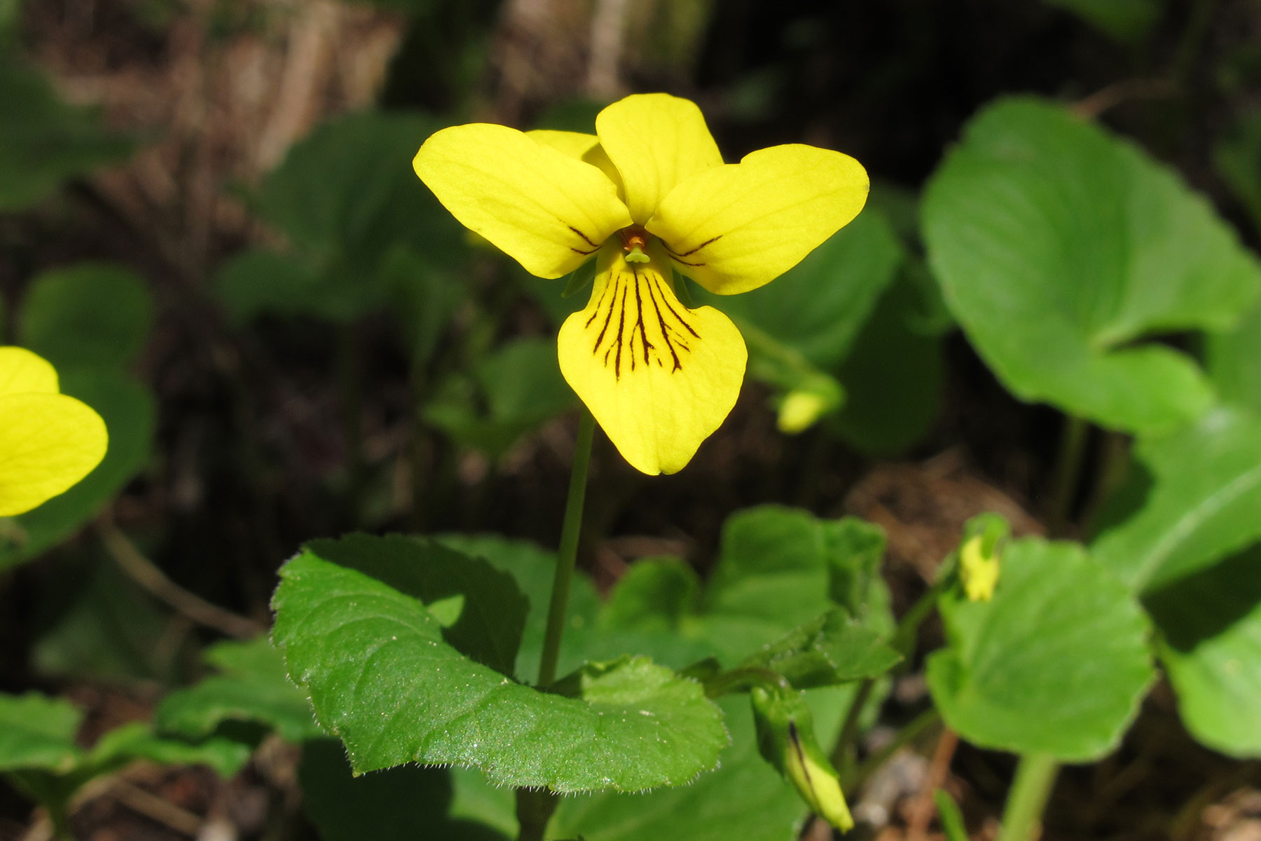 Viola biflora