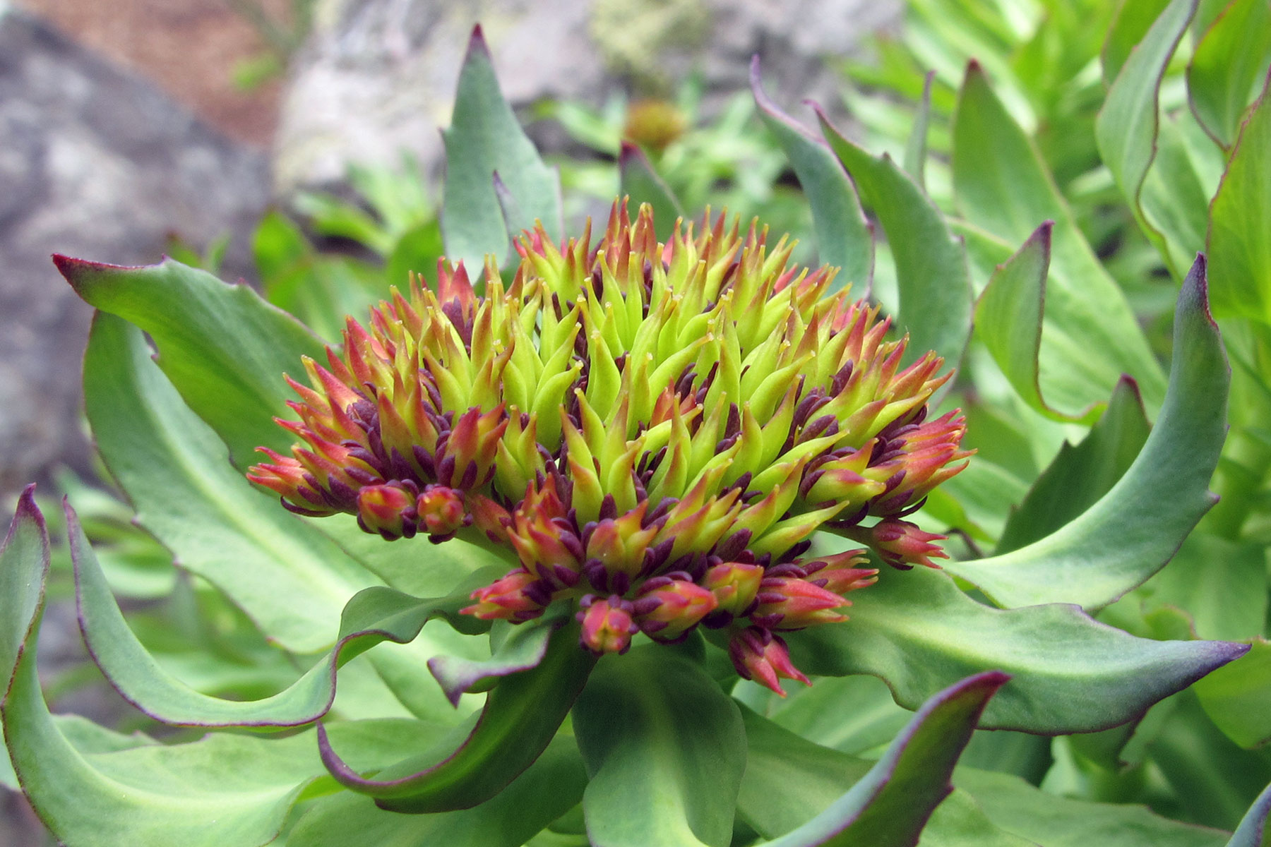 Rhodiola rosea