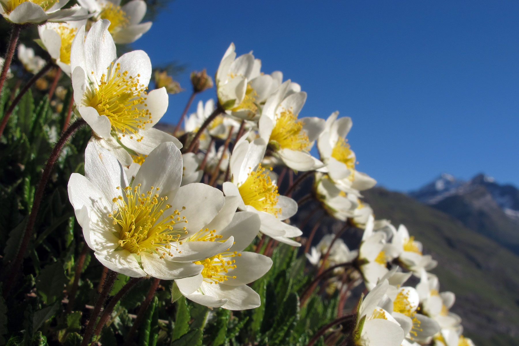 Dryas octopetala