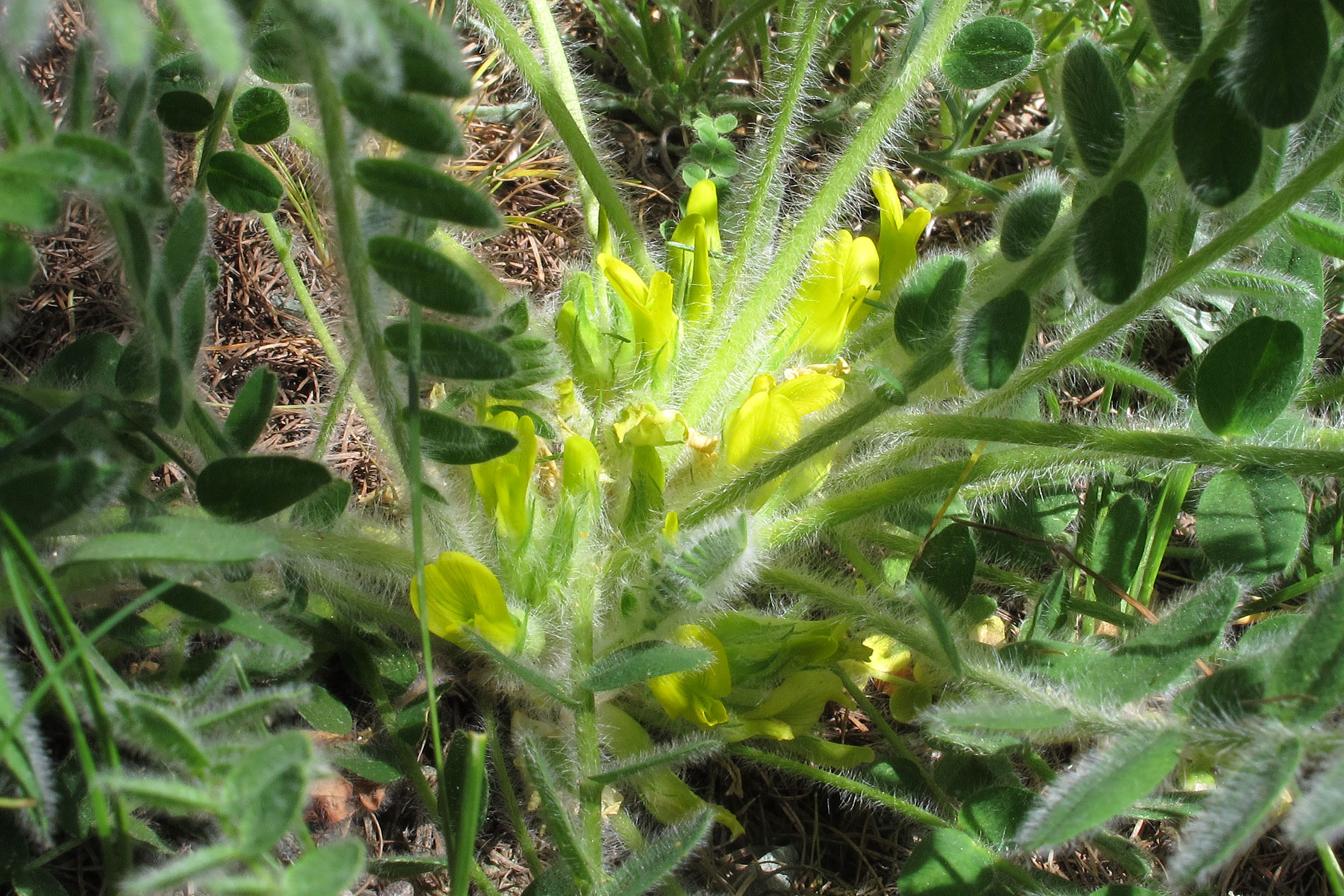 Astragalus exscapus