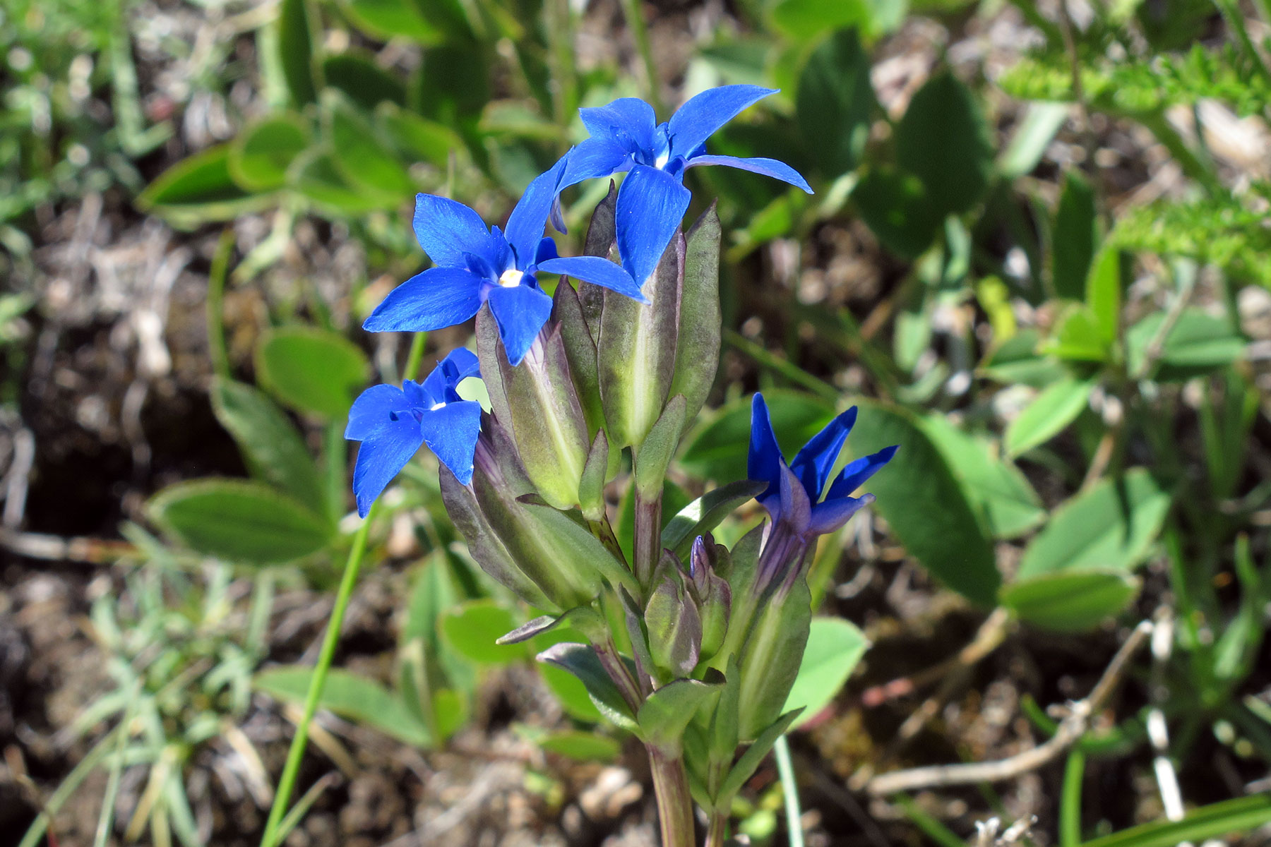 Gentiana utriculosa