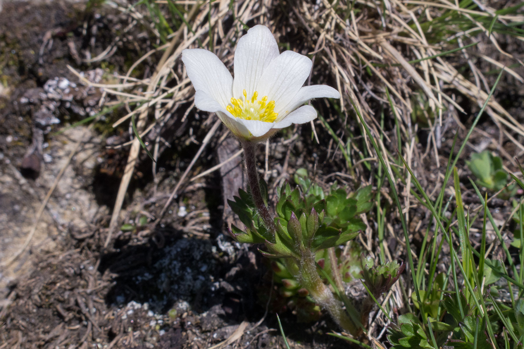 Anemone baldensis