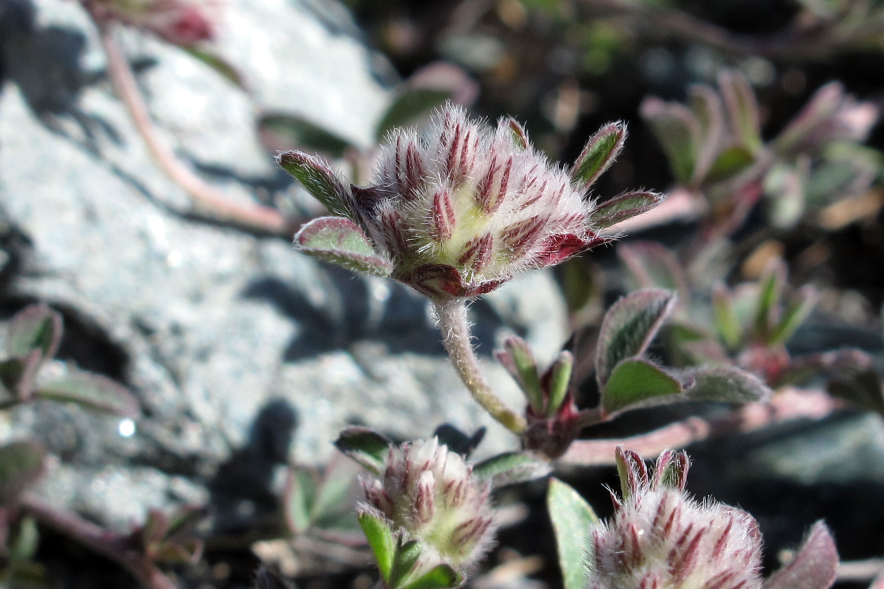 Trifolium saxatile